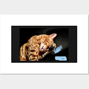 Bengal Katze 3 / Swiss Artwork Photography Posters and Art